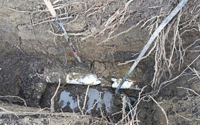 Increased Plumbing Issues Due to Root Growth in Spring Time